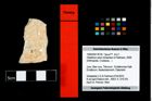 Foto (Objekt + Etikett) von Distefania calva (Schweitzer & Feldmann, 2009)  (NHMW-GEO-1990-0041-4759)